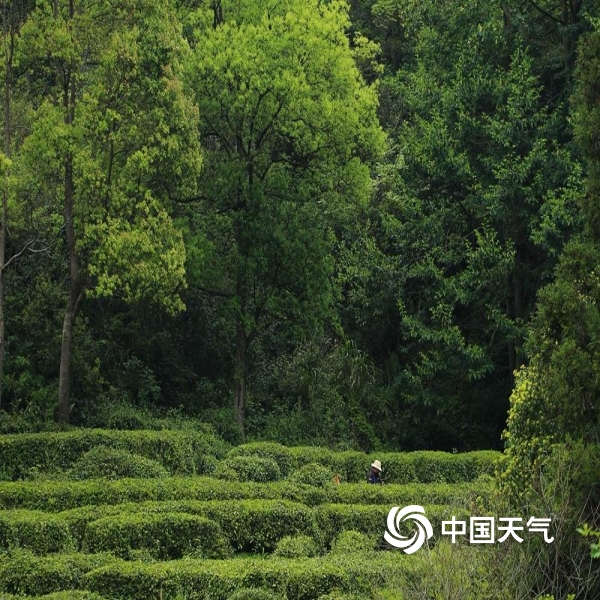 永翠林场天气预报更新通知